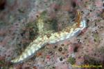 Hypselodoris krakatoa 01 25mm