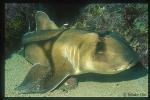 Port Jackson Shark 02