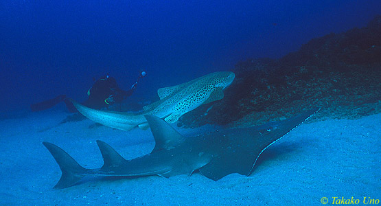 Zebra Shovelnose