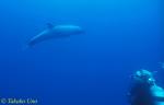Bottlenosed Dolphin & diver 01x