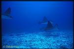 Eagle Rays 01b; my check out dive in CoCos