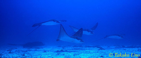 Eagle Rays & Marbled Stingray 01x; my checkout dive in CoCos