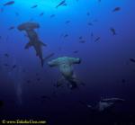 Scalloped Hammerhead Shark 02