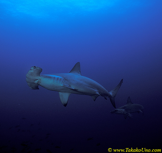 Scalloped Hammerhead Shark 03
