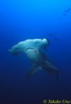 Hammerhead Shark 01ax