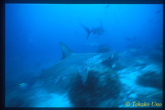 Hammerhead Shark 01x