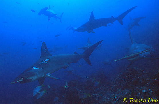 Hammerhead Shark 02x