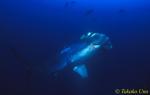 Hammerhead Shark 03x