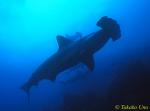 Hammerhead Shark 05x