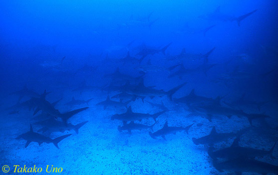 Hammerhead Shark 06x "Galore"!!  To me, seeing them cruising on sand banks is a big eye-opening extravangaza!  Only wi