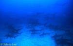 Hammerhead Shark 06x "Galore"!!  To me, seeing them cruising on sand banks is a big eye-opening extravangaza!  Only wi