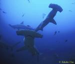 Hammerhead Shark 08