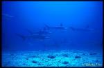 Hammerhead Shark 09