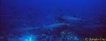 River of Whitetip Reef Sharks 01x
