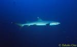 Whitetip Reef Shark 01x
