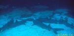 Whitetip Reef Shark & Marbled Stingray 01x