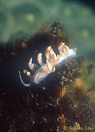 Bicolor Flabellina, bicolor 01