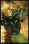 Crested Nembrotha, cristata eating tunicates 01