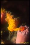Wentletrap, Epitonium billeeanum, feeding tubastraea 01