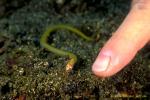 Eel eating shrimp 02 unidentified
