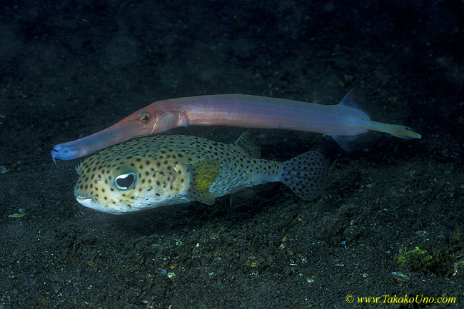 Black Spotted Puffer & Trumpet 03