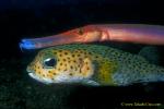 Black Spotted Puffer & Trumpet 02