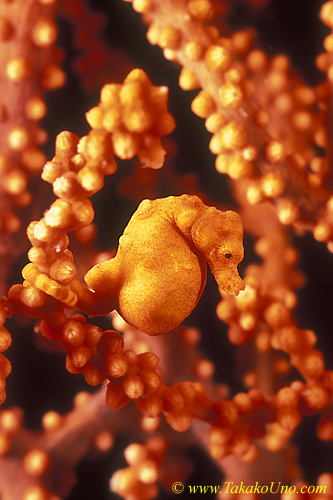 Pregnant Pygmy Seahorse