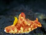 Diana Goby on T Bar Nudi 01