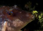 Fine-spotted Pufferfish 01