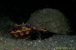 Flamboyant Cuttlefish laying eggs 01 in coconut