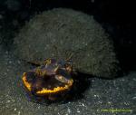 Flamboyant Cuttlefish laying eggs 04 in coconut