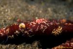 Flatworms feeding shrimps on seastar 02