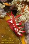 Okenia nakamotoensis Nudi 01t 0053