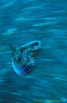 Flying Gurnard baby 02