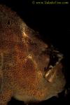 Frogfish 10 Giant
