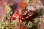 Okenia nakamotoensis Nudi 02t 0063