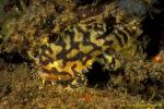 Frogfish 07 Sagassum