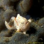 Frogfish baby 05 15mm Clown