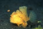 Frogfish 23b Striated hairy