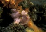 Frogfish baby 03 15mm