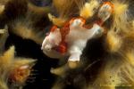 Frogfish baby 04 25mm Clown