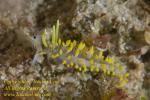 Piseinotecus sp Nudi 24tc 0764