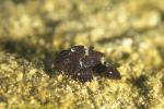 Frogfish baby 01 8mm A pictus