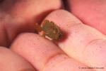 Frogfish baby 06 12mm Randall