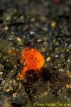 Frogfish baby 13 5mm