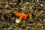 Frogfish baby 12 5mm
