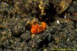 Frogfish baby 15 5mm