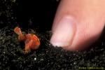 Frogfish baby 14 7mm