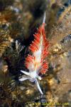 Flabellina trilineata 01 25mm