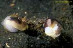 Headshield Slugs 01 mating & laying eggs